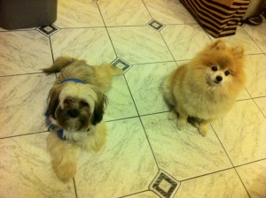 dogs before bad hair cut